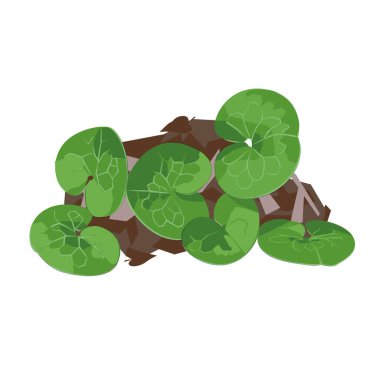 Beyaz arkaplanda yonca