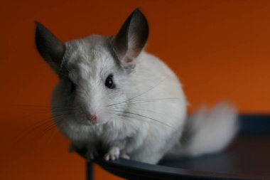 Beyaz bir çinçillanın fotoğrafı.