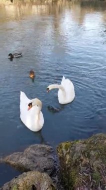 İki kuğu ve ördek ekmek yer.