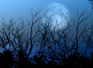 Parlak dolunay karanlık ve gizemli bir ormanda çıplak dalların karanlık siluetlerini aydınlatıyor.