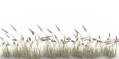 Kuru ot ve buğday, temiz beyaz arka planda hafif esintiyle sallanarak sakin ve doğal bir manzara yaratıyor.