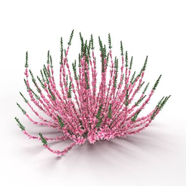 Güzel pembe calluna vulgaris, küçük çiçekler ve yeşil yapraklar, beyaz arka planda izole edilmiş.