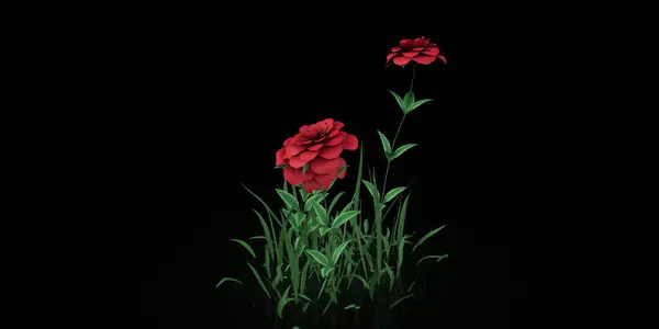 Siyah arka planda yeşil çimlerde açan kırmızı çiçekler, açık ve güzel bir kontrastlık yaratır.