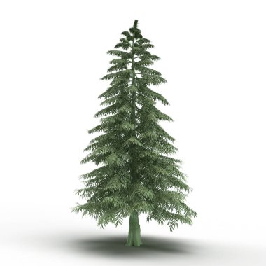 Beyaz arka planda dimdik duran görkemli yeşil çam ağacı