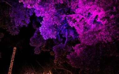 Enoshima Adası 'ndaki kiraz ağacı.