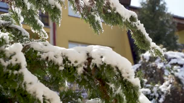 Zblízka Větve Stromu Zimě Pokryté Pomalu Taje Sníh Zahradě — Stock video