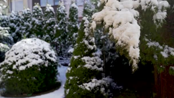 겨울에 정원에서 서서히 눈으로 가지를 클로즈업하는 — 비디오