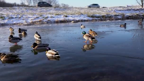 Donmuş Bir Nehirde Yürüyen Renkli Yaban Ördeklerini Gösteren Görüntüleri Kapat — Stok video