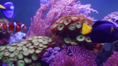 Ocellaris palyaço balığı diğer balıkların arasında suyun altında yüzüyor. Diğer adıyla Amphiprion Ocellaris, mercan resifi ve deniz yaşamı konsepti.