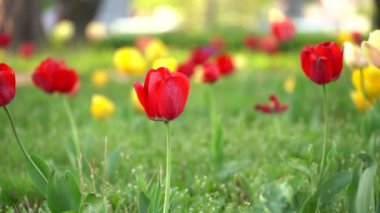 Renkli Bahçe laleleri bahar mevsiminde rüzgarda sallanıyor