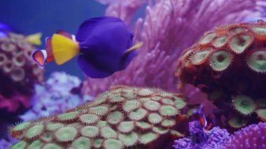 Mavi tang ve Ocellaris palyaçolar diğer balıkların arasında suyun altında yüzüyorlar diğer adıyla Amphiprion Ocellaris, mercan resifi ve deniz yaşamı konsepti