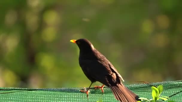 Pássaro Negro Comum Corre Jogando Durante Verão Aka Turdus Merula — Vídeo de Stock