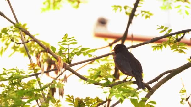 Zwykły Czarny Ptak Pęka Siedząc Gałęzi Drzewa Latem Aka Turdus — Wideo stockowe