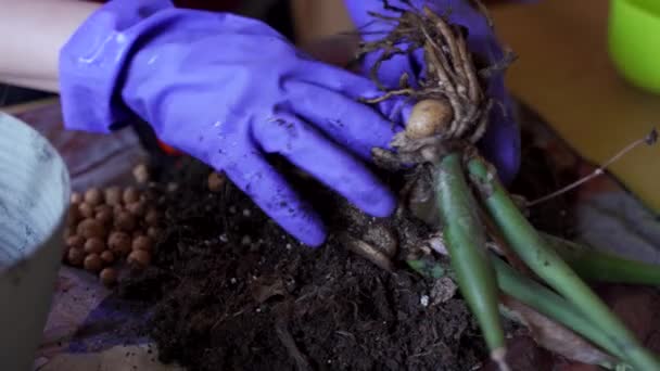 Plant Transplant Drainage Process Dieffenbachia Plant Soil Gardening Stylish Tools — Video Stock