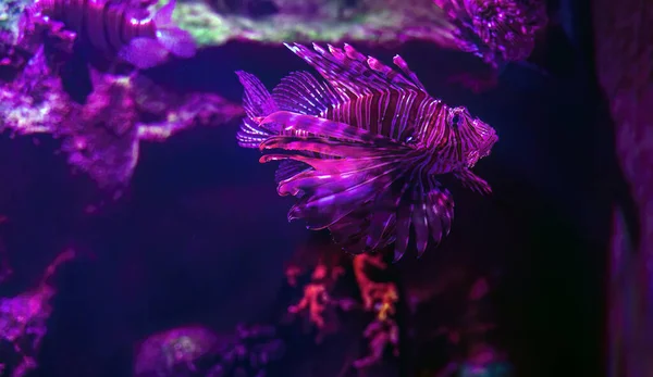 Detailní Záběr Červeného Lva Plovoucího Pod Vodou Alias Pterois Volitans — Stock fotografie
