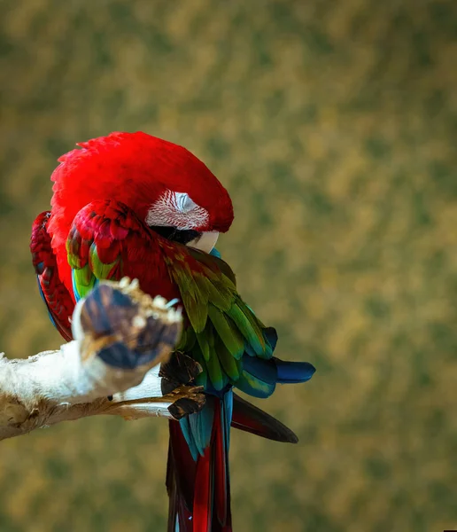 緑の背景を背景に森の中で眠っている南アメリカの緋色の赤いマコー — ストック写真