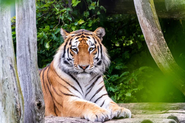 Vista Perto Tigre Siberiano Panthera Tigris Altaica Olhando Para Câmera — Fotografia de Stock