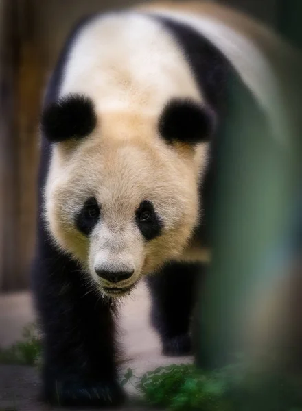 中国のカメラを見て空腹の唾液パンダクマのクローズアップ — ストック写真