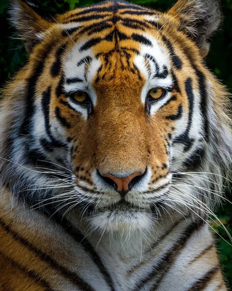 Крупный План Сибирского Тигра Смотрящего Камеру Большая Кошка Является Опасным — стоковое фото