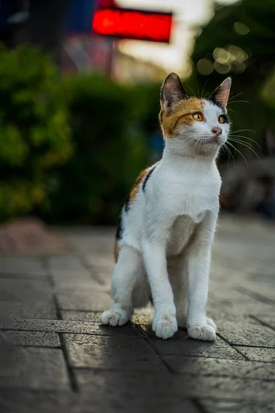 Low Angle Stray Cat Sitting Ground Turkey Street — Stock Photo, Image