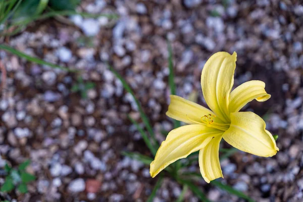 Κίτρινη Μέρα Λουλούδι Κρίνο Glooming Έναν Κήπο Κατά Διάρκεια Του — Φωτογραφία Αρχείου