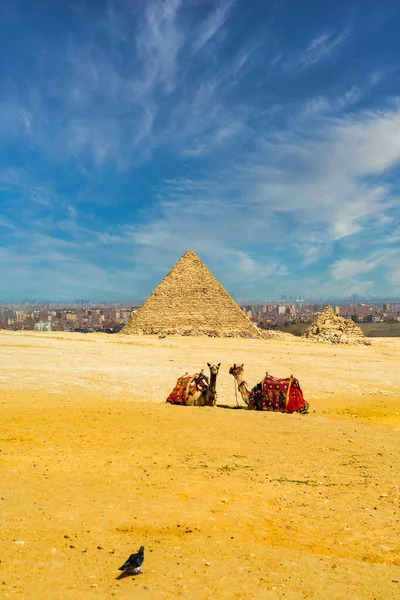 在夏天阳光灿烂的温暖的日子里 两只骆驼坐在埃及吉萨的大金字塔前 — 图库照片