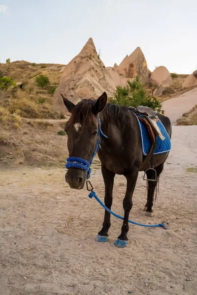 Horse Facing Camera Standing Front Cappadocia Valley Rock Formation Turkey — Stock Photo, Image