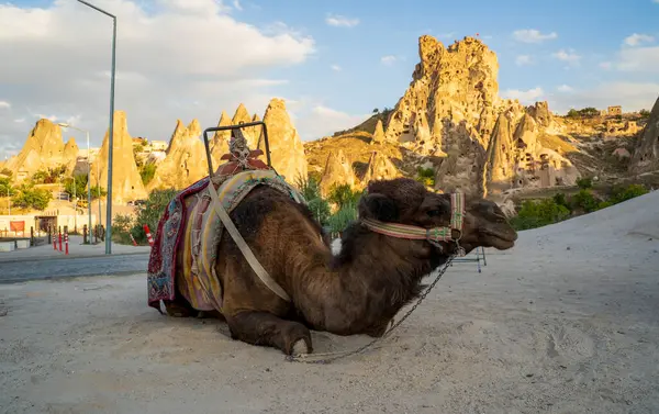 Ευρεία Γωνία Βολής Καμήλας Που Κάθεται Χαλαρώνοντας Μπροστά Από Την — Φωτογραφία Αρχείου