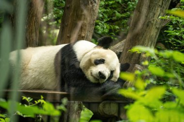 Ağaç gözlerinde uyuyan bir panda, vahşi doğada uyuyan bir hayvan.