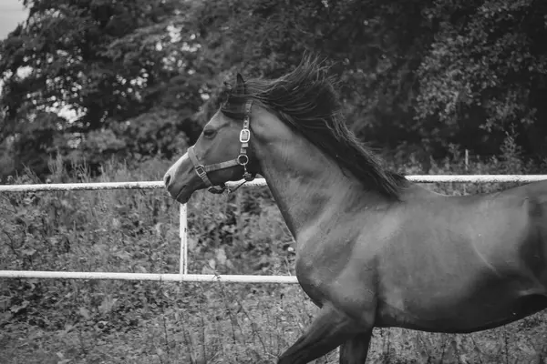 A domestic arabic horse running in the wild outdoors , monochromatic photo