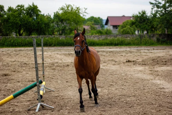 A domestic arabic horse running in a field