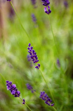 Bir lavanta bitkisi ya da çiçeğe yakın.