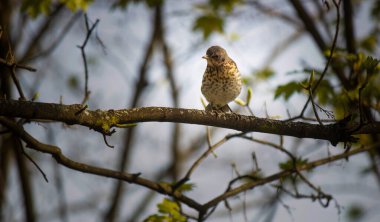 Fieldfare kuşu, Turdus pilaris, sonbahar mevsiminde bir ağaç dalına tünemiş..