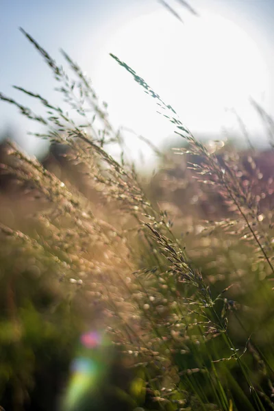Золотое Пшеничное Поле Солнечный День Фоне Заката Размытые Обои Заднем Лицензионные Стоковые Изображения