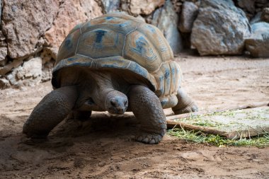 Cylindraspis triserrata Dev Kaplumbağa