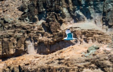 Martı Puerto de Morgan, Gran Canaria, İspanya 'da kayalıklarda oluşan mağaralara doğru uçuyor.