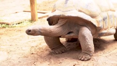 Galapagos Adaları 'nın Dev Kaplumbağası' nın yakın plan fotoğrafı.
