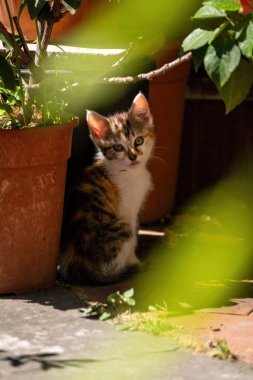 Meraklı gözlü sevimli bir kedi yavrusu saksıların yanındaki bahçede oturur. Sahne, huzurlu doğayı vurgulayan sıcak güneş ışığıyla yıkanır..