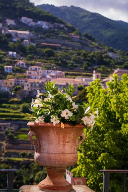 İtalya 'nın Ravello şehrinde yemyeşil dağlara karşı kurulmuş beyaz çiçeklerle dolu güzel bir terracotta tenceresi. Huzurlu kırsal yaşamın özünü yakalar..