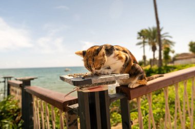 Barışçıl bir yavru kedi güzel bir okyanus manzaralı bir çitin üzerinde yemeğin tadını çıkarır. Güneşli bahçe ve hurma ağaçları, sakin ve doğal bir ortam sağlar..