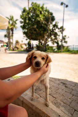 Güneşli bir park ortamında sevimli bir köpeği nazikçe kucaklayan bir insan sevgi ve dostluk anı yakalar..