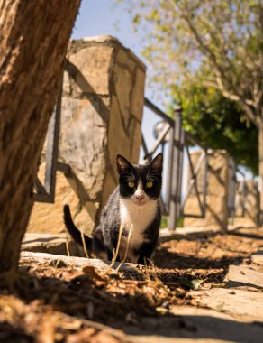 Siyah ve beyaz bir kedi, Antalya 'da doğayla çevrili güneşli bir taş yolu dikkatle keşfeder. Sahne, merak ve sükuneti yakalar..