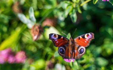 A vibrant peacock butterfly with its wings spread, perched on a pink flower. The image showcases the beauty of nature's delicate details. clipart