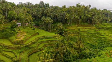 Bali 'nin yemyeşil pirinç tarlaları tropikal palmiye ağaçları ve sık ormanlarla çevrili, adanın doğal güzelliğini ve geleneksel tarım tekniklerini sergiliyor. Bali, Endonezya