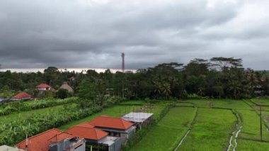İnsansız hava aracı, bereketli pirinç tarlaları ve tropikal yeşillikler arasında yuva yapmış, yağmur öncesi dramatik fırtına bulutları tarafından çerçevelenmiş, pitoresk bir Bali köyünün üzerinde süzülüyor.