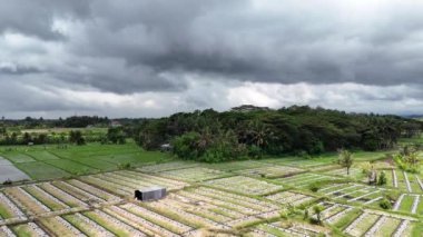 Balis 'in nefes kesici 4K hava aracı görüntüsü dramatik fırtına bulutları altında tarım alanlarını yemyeşil, palmiye ağaçları ve kırsal cazibeyle besliyordu..