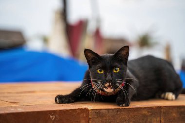 Alert cat, this ebony feline with distinctive golden eyes rests on weathered temple steps, while traditional Balinese architecture creates a serene backdrop clipart