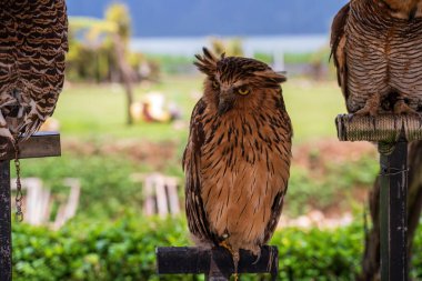 A majestic Brown Wood Owl perched on a rope-wrapped stand, showcasing its distinctive facial disc and striped feather pattern against a tropical mountain backdrop clipart