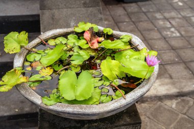 Canlı yeşil nilüfer yaprakları ve pembe bir nilüfer çiçeğinin bulunduğu dingin bir su bahçesi beton bir kapta çiçek açar ve su bahçesinin narin dengesini gösterir.
