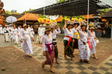 Bali, Endonezya - 30 Kasım 2023 Bali 'de canlı bir kültür geçidi, geleneksel giyimli kadınların güzel dekore edilmiş bir tapınak avlusunda sundukları sunumlar..